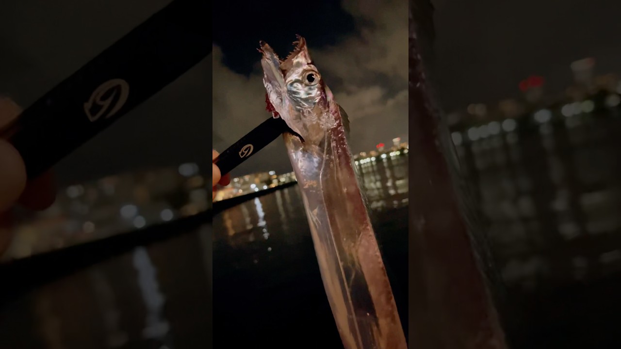 秋の爆釣シーズンでタチウオを釣ろう！今期めちゃくちゃ楽しめる太刀魚はいかが？#釣り #fishing #ルアーフィッシング #爆釣