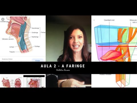 Lesson 2 of Voice Physiology - The Pharynx