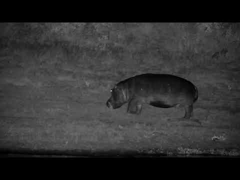 Djuma: Hippo out grazing - 00:42 - 01/20/2023