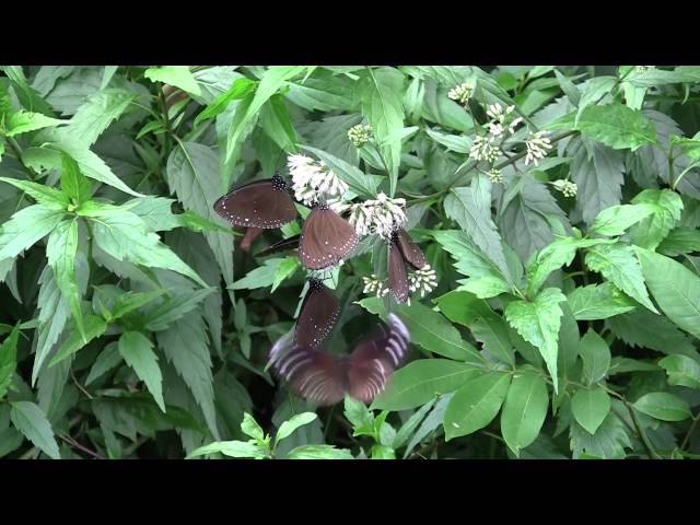 Film for Purple Butterfly 2015-11-16
