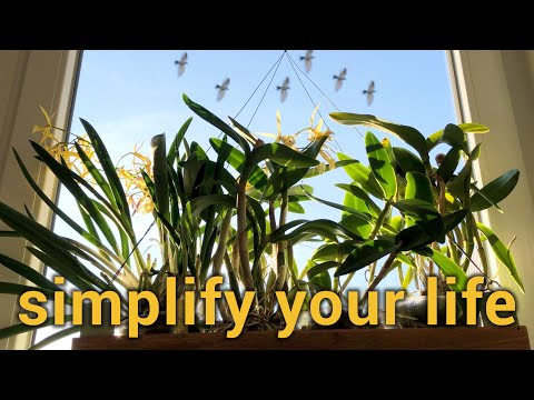 Windowsill Cattleya Updates  - My Simplified Orchid Care #2