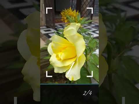 30 July 2025#nature #public #love #varelshorts #flowers #varelsong #Punjabi song#highlight #panjab