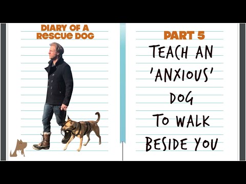 YouTube video about: How to ease dog anxiety on walks?