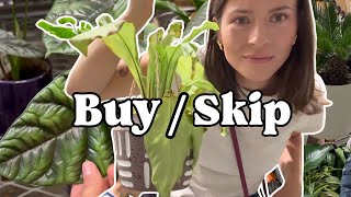 Lowe’s vs Home Depot Plant Shopping… What I’d Buy vs Skip