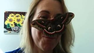 I Love Bugs (Beautiful Cercropia Moth for Ellen)