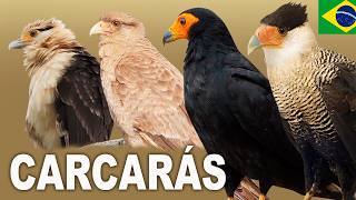 CARCARÁ | CARCARÁ SPECIES IN BRAZIL | CARCARÁ SONG