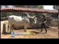 Aylen Presenta Al Toro Cebu Brahman
