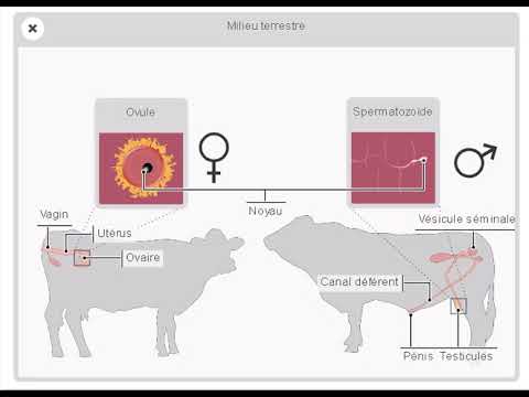 , title : 'La reproduction sexuée chez les bovins : un processus fascinant expliqué'