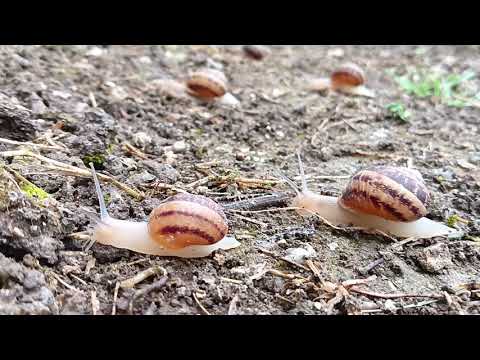 Lumache Helix Aspersa (movimento)