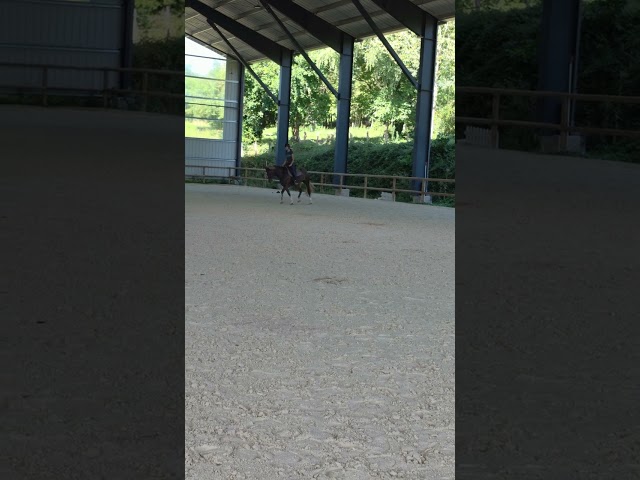 Jument welsh cob