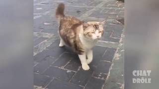 Приколы с котами подборка топовых приколов до слёз 2019№12!funny cats 2019!