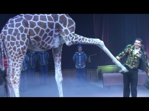 Circus. The show of different animals. Bisons, kangaroos, ostriches & giraffe