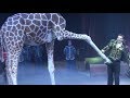 Circus The Show Of Different Animals Bisons Kangaroos Ostriches Giraffe