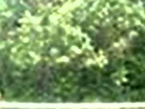 Homes for Sale - 6 Hayden Rowe St Hopkinton MA 01748 - David Consigli