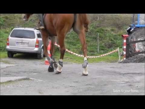 a boy and his horse [Dukiena-Basque Country]