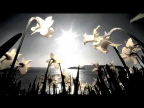 Video thumbnail for To Daffodils