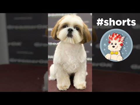 Shih Tzu grooming - GroomerOK #shorts