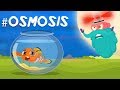 What Is Osmosis? | The Dr. Binocs Show | Best Learning Videos For Kids | Peekaboo Kidz