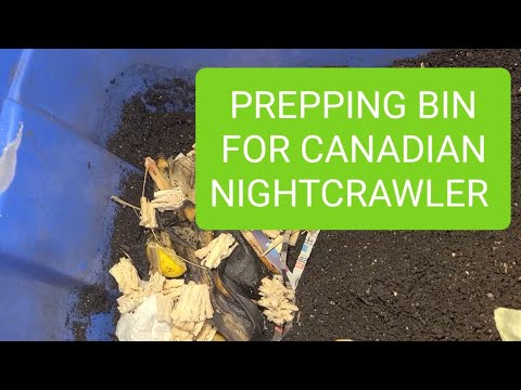Prepping To Restart Canadian Nightcrawler Bin