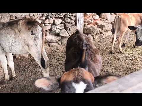 Viajando  móveis rústico aconchego do engenho são Brás do suacui parada pro café ☕ mg#viajando #roça