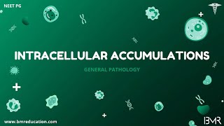 Intracellular accumulations and pigments | General Pathology