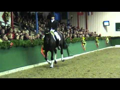 Lord Laurie (FS Lord Loxley-Lauries Crusador xx) Hengstschau Vechta 2012
