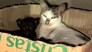 可愛いすぎる子猫 Part 5 || 芸能界ニュース