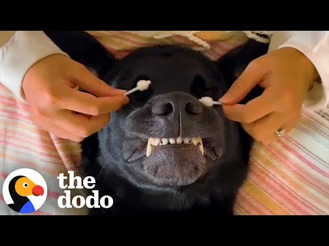Dog Mom Gives Elaborate Spa Treatments To Her Black Lab | The Dodo
