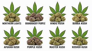 The Strongest Indica Strains That Hit WAY Harder Than You Expect