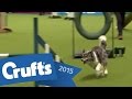 Agility - Crufts Team - Large Semi Finals | Crufts.