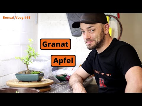 Granaten starker Bonsai - Granatapfel (Punica granatum) [Umtopfen & Rückschnitt] | Bonsai VLog #58