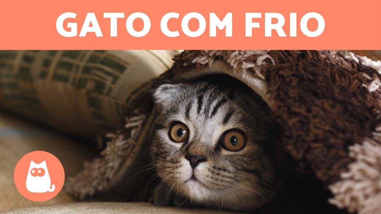 Como saber se um GATO está com FRIO? 🐱❄️ + 5 formas de protegê-lo