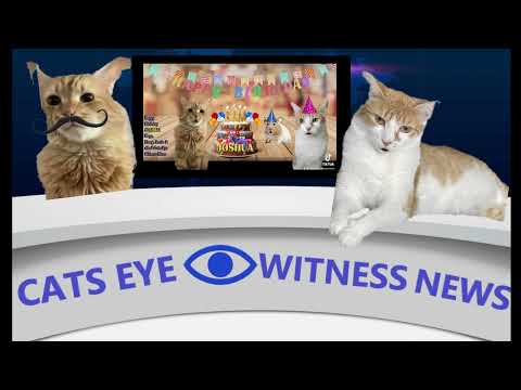 CATS EYE WITNESS NEWS - REPORTING ON THE NEWS