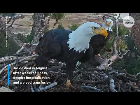 Jackie the bald eagle's mysterious illness, cause of death revealed