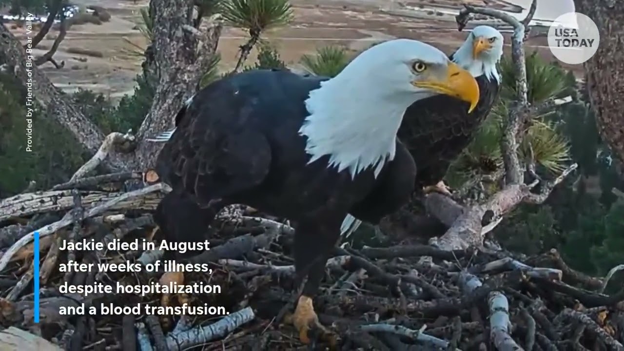 Jackie the bald eagle's mysterious illness, cause of death revealed