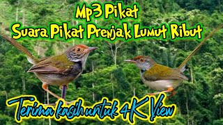 Download lagu Suara Pikat Burung Prenjak Lumut Ribut Mix Sg Pulo... mp3