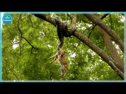 WILD KENYA: Africa’s Most Intense Wildlife Clashes Caught on Camera! | Animal Documentary