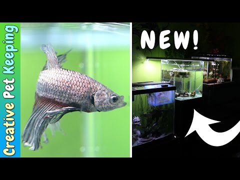 5th NEW BETTA FISH TANK | Guess what kind of new Bettas I got!