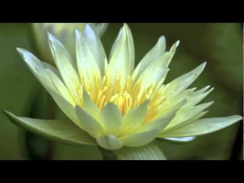 Liên khúc Cho người tình 3 - Tuấn Vũ