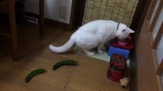 【猫　面白い　かわいい】迫りくるキュウリ