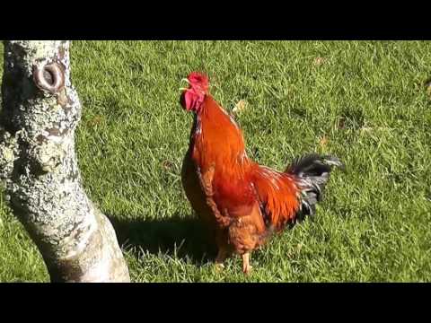 Rooster nonstop crowing sounds alarm clock in the early morning !