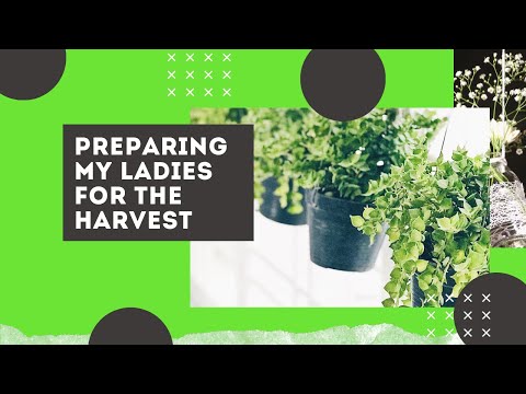 Preparing my ladies for the harvest