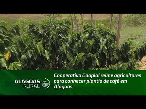 Cooperativa Cooplal reúne agricultores para conhecer plantio de café em Alagoas