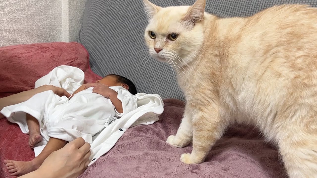 【ご報告】家族が増えました