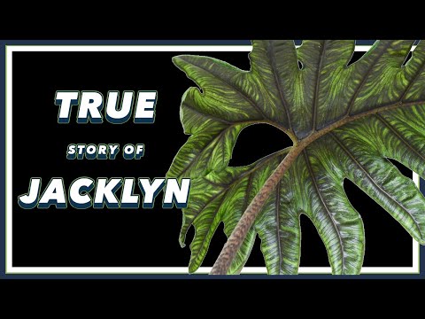 The DRAMA Filled Past of Alocasia Jacklyn | Alocasia tandurusa | Pretty in Green Documentary