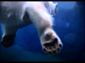 Arctic Ring Of Life 1 640x480