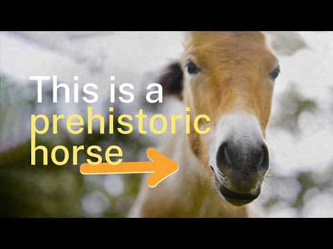 Why are wild horses returning to Spain?