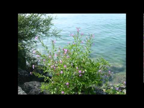 Bajaga & Instruktori-Budjenje ranog proleca.wmv