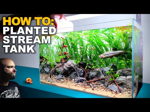 The Dwarf Danio Stream: 2ft Aquarium Tutorial