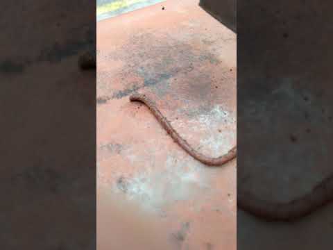 Vermi a un salmone Quali mezzi da vermi a gattini